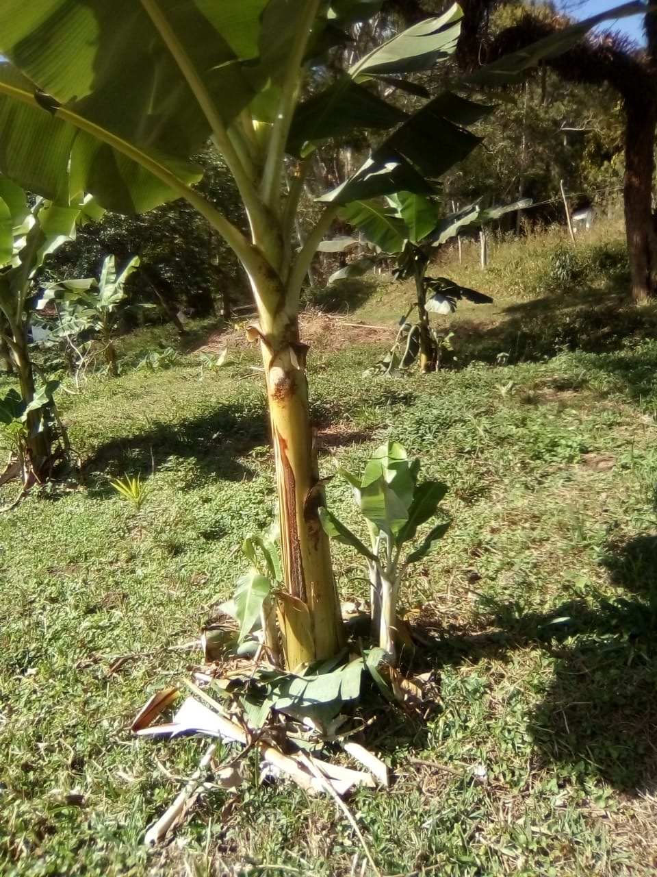 Ephemeral Brazil charity image