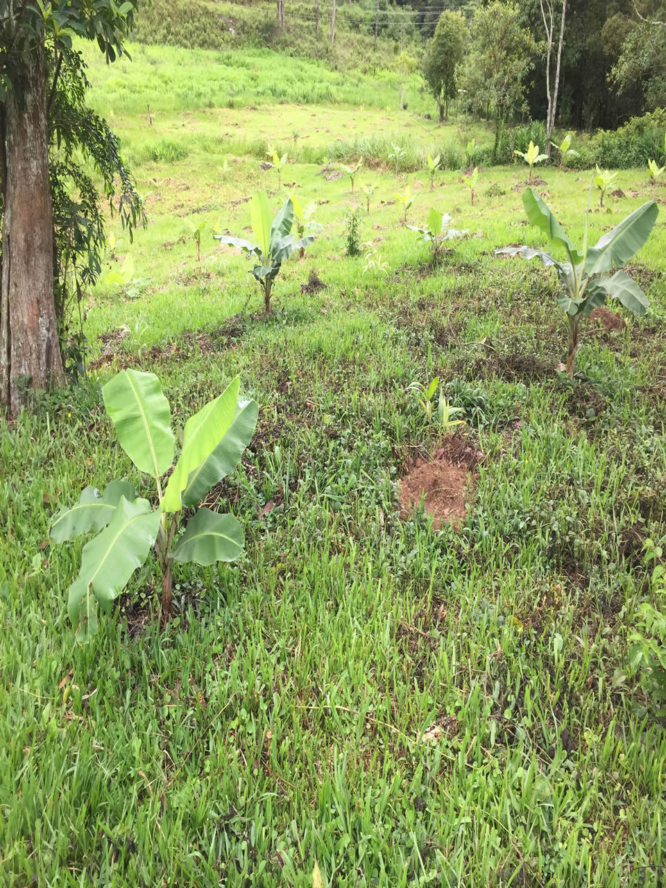 Ephemeral Brazil charity image