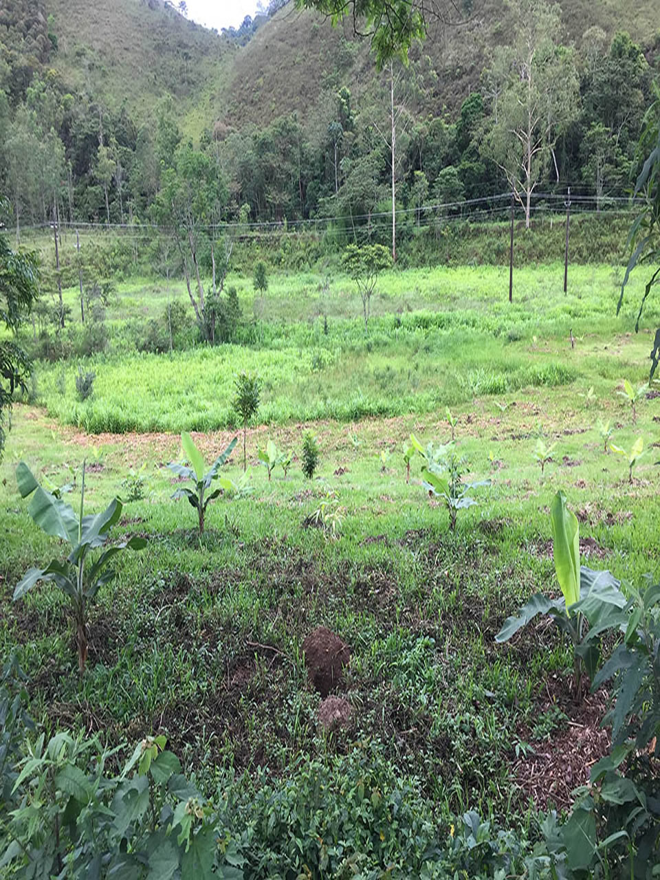 Ephemeral Brazil charity image