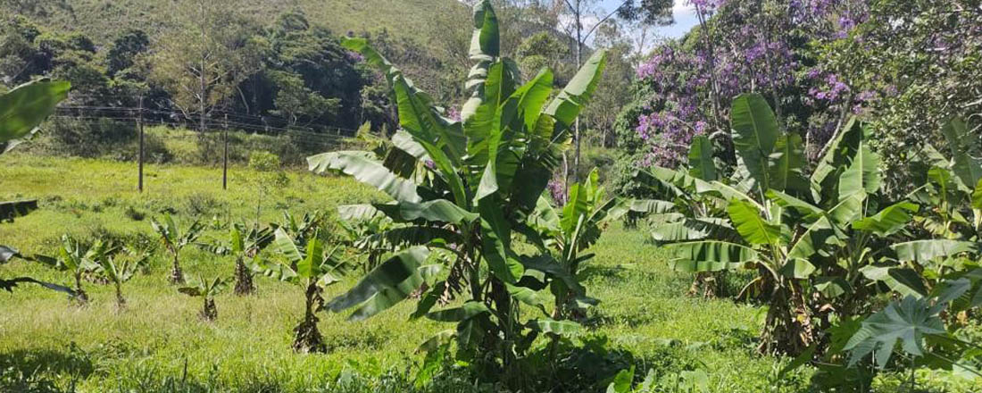 Ephemeral Brazil charity image