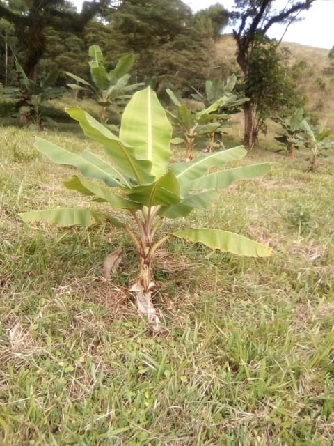 Ephemeral Brazil charity image