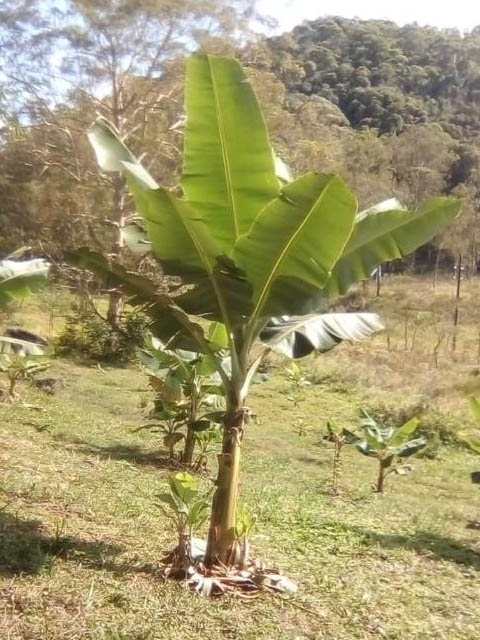 Ephemeral Brazil charity image