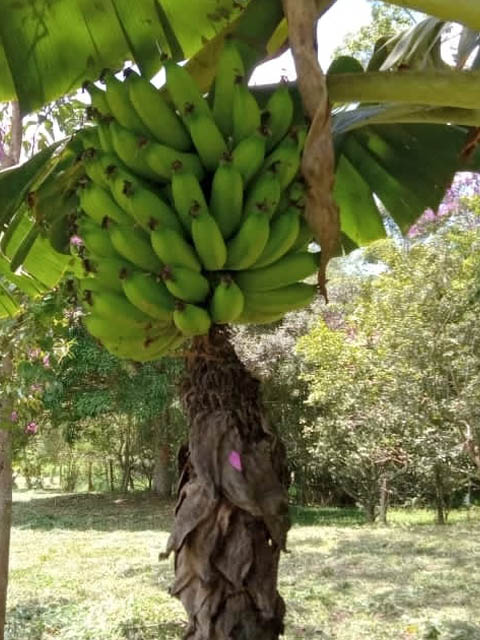 Ephemeral Brazil charity image