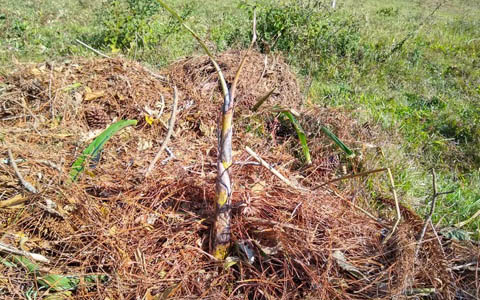 Ephemeral Brazil charity image