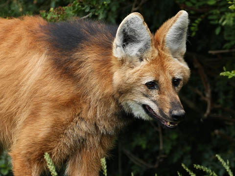 Ephemeral Brazil charity image