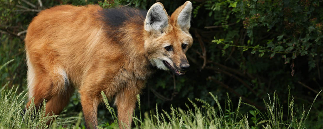 Ephemeral Brazil charity image