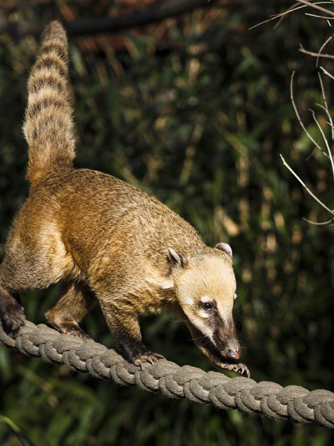 Ephemeral Brazil charity image