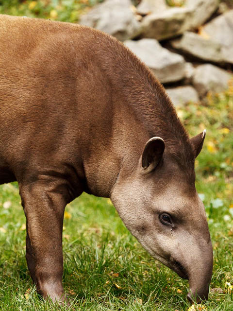 Ephemeral Brazil charity image