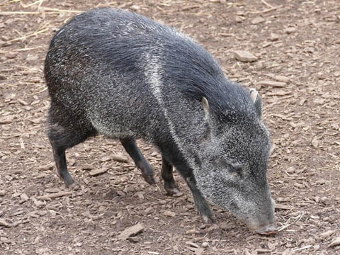 Ephemeral Brazil charity image