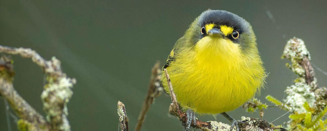 Ephemeral Brazil charity image