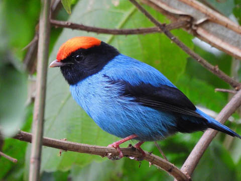 Ephemeral Brazil charity image