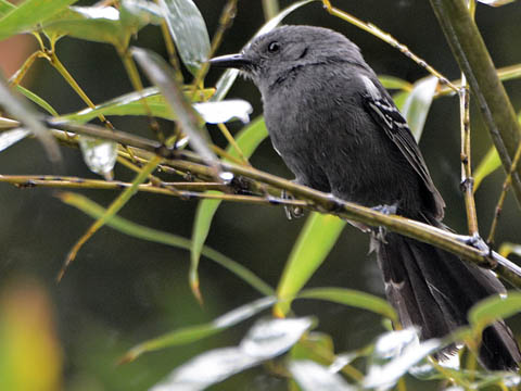 Ephemeral Brazil charity image