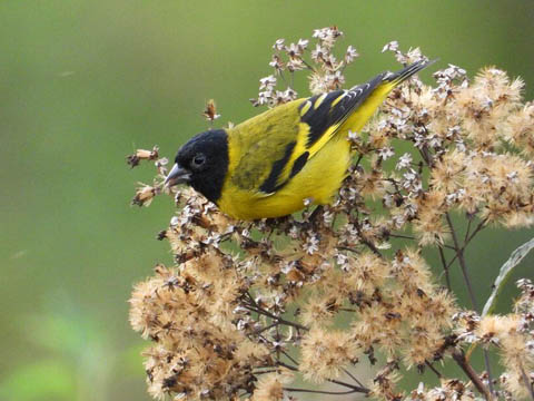 Ephemeral Brazil charity image