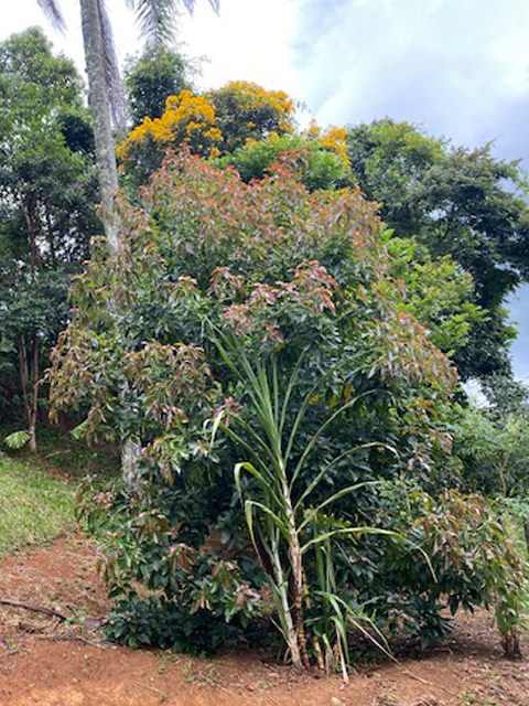 Ephemeral Brazil charity image