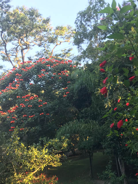 Ephemeral Brazil charity image