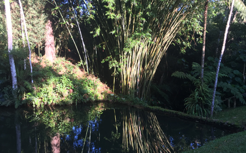 Ephemeral Brazil charity image