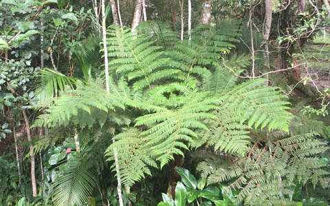 Ephemeral Brazil charity image