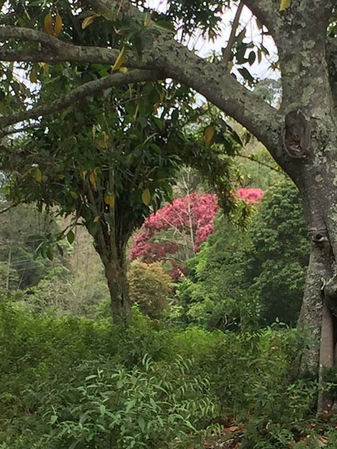 Ephemeral Brazil charity image