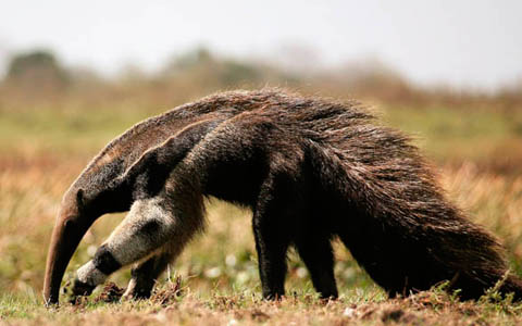 Ephemeral Brazil charity image