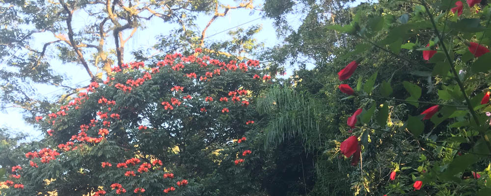 Ephemeral Brazil charity image