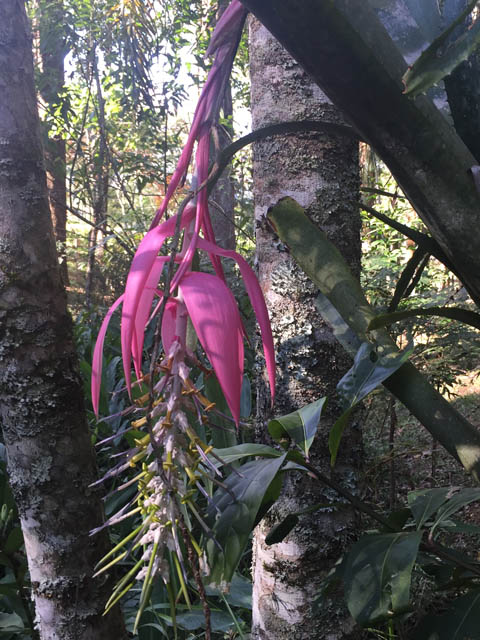 Ephemeral Brazil charity image