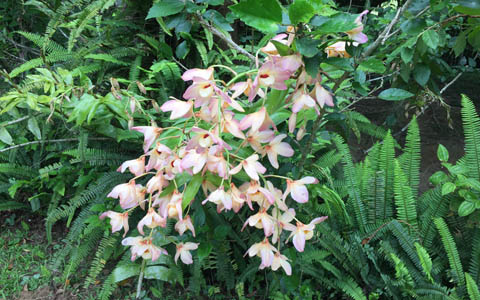 Ephemeral Brazil charity image