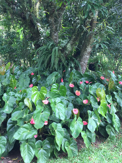 Ephemeral Brazil charity image