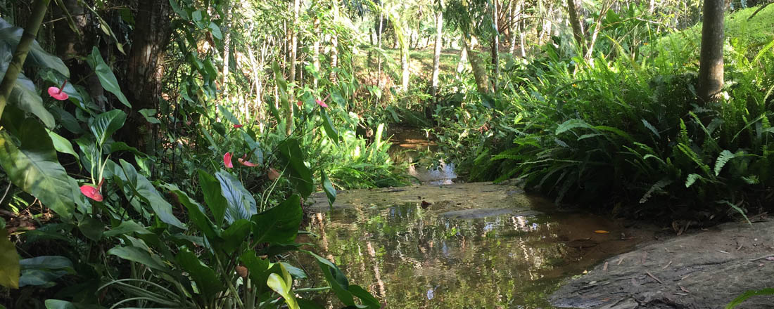 Ephemeral Brazil charity image