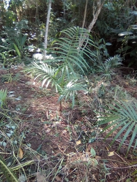 Ephemeral Brazil charity image