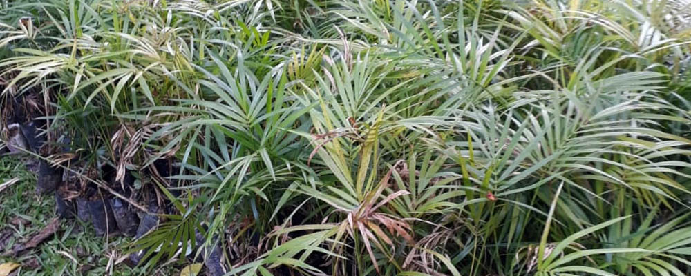 Ephemeral Brazil charity image