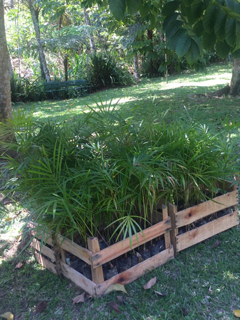 Ephemeral Brazil charity image