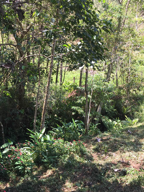 Ephemeral Brazil charity image