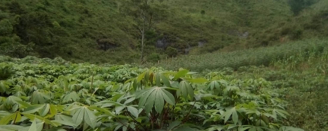 Ephemeral Brazil charity image