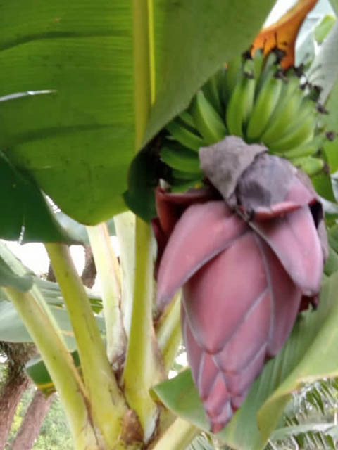 Ephemeral Brazil charity image