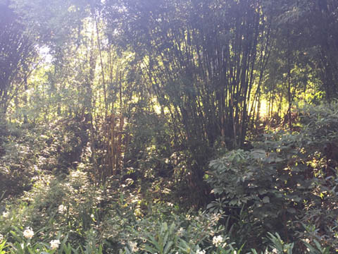 Ephemeral Brazil charity image