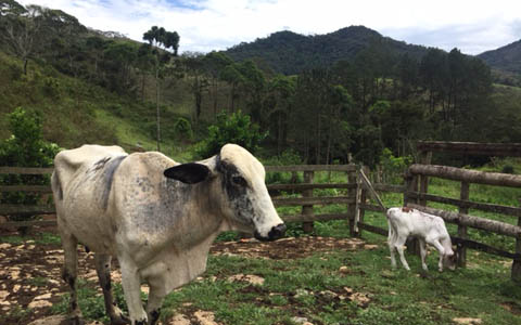 Ephemeral Brazil charity image